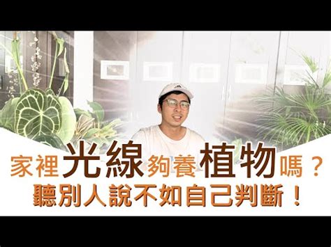 窗台植物|新手必學：窗台植物入門